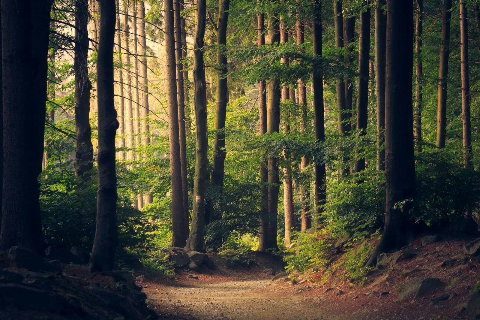 Soft sunlight on a quiet forest path
